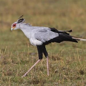 Meet your Posher, Alec